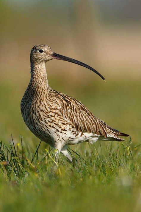 Curlew Bird, British Wildlife, Rare Birds, Bird Watcher, Australian Birds, Shorebirds, Bird Pictures, All Birds, Bird Photo