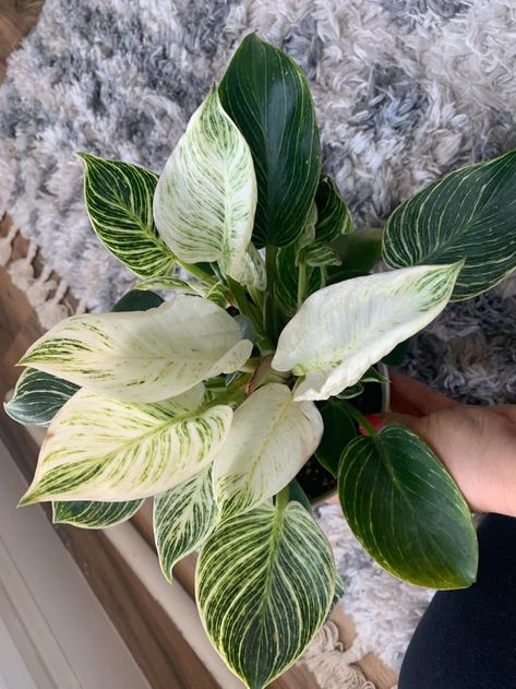 Philodendron Birkin, Variegated Plants, Leaf Coloring, Plant Collection, Plant Lady, House Plant, Plant Sale, Pale Green, Deep Green