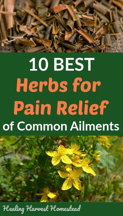 NOTE: This is an edited article from its original version, and is all about herbs that help with inflammation and the pain response in the body in a variety of ways. If you want to know about helpful herbs for general and common pains of headache, aching joints, muscles, etc. that we all suffer with Herbs For Pain Relief, Natural Healing Remedies, Diy Remedies, Cold Home Remedies, Natural Pain Relief, Natural Therapy, Natural Diy, Natural Health Remedies, Natural Home Remedies