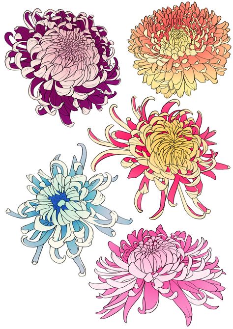 Crisantemo Tattoo, Pose Mode, Japanese Flower Tattoo, Japanese Chrysanthemum, Chrysanthemum Tattoo, Tattoo Sketch, Flower Sketches, Lotus Tattoo, Japanese Tattoo Art