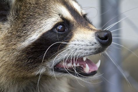 racoons | Recent Photos The Commons Getty Collection Galleries World Map App ... Raccoon Side Profile, Raccoon Fursona, Raccoon Teeth, Racoon Illustration, Raccoon Art, Tattoo Nature, Pet Raccoon, Raccoon Dog, Cute Raccoon