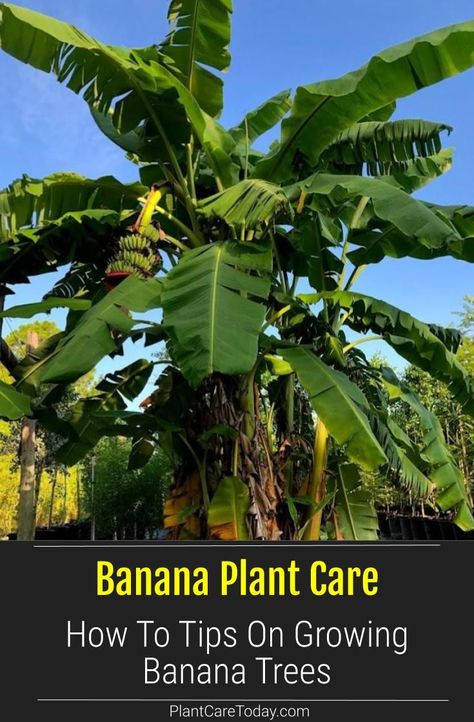 Learn HOW TO grow a banana tree - Banana Plant Care for Musa (banana plants) in pots, overwintering, propagation and more. [DETAILS] Banana Plant In Pot, Where To Plant Banana Trees, How To Grow Banana Tree, Banana Plants Outdoor, Banana Trees Around Pool, Banana Trees Landscape Backyards, Banana Plant Outdoor, Banana Plants In Pots, Banana Tree Landscape