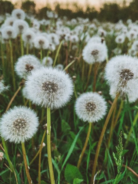 8 Sabbats, Dandelion Pictures, Field Of Dandelions, Dandelion Field, A Dandelion, Dandelion Wish, Dandelion Flower, Gods And Goddesses, Flower Field