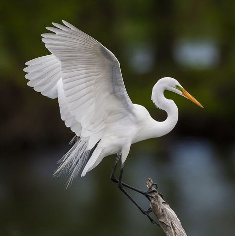 Great White Heron, Wild Birds Photography, Cattle Egret, Hummingbirds Photography, White Heron, Bird Reference, Heron Art, Great Egret, Bird People