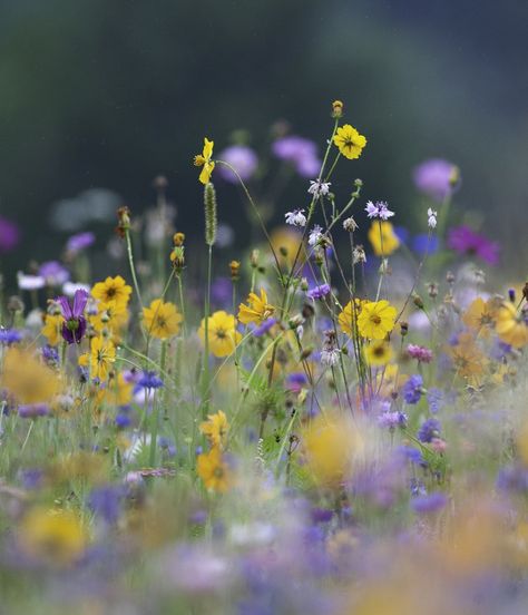 Wild Flower Meadow, Recycling Ideas, Wildflower Garden, Spring Photos, Flower Gardens, Flower Paintings, Meadow Flowers, The Meadows, Reference Photos