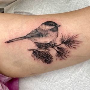 Mountain Chickadee Tattoo, Bird Branch Tattoo, Chickadee Tattoo, Core Tattoo, Songbird Tattoo, Pine Tattoo, Robin Tattoo, Winter Tattoo, Secret Tattoo