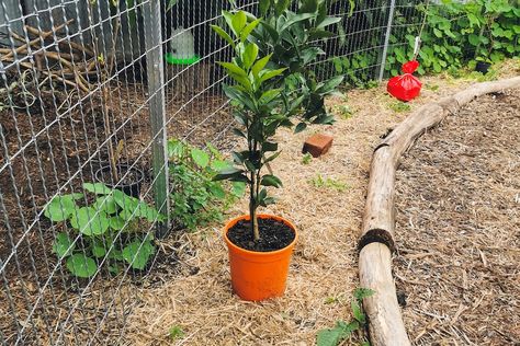 Backyard Food Forest Layout, Small Food Forest, Small Urban Backyard, Food Forest Design, Backyard Food, Food Forest Garden, Small Urban Garden, Urban Backyard, No Grass Backyard