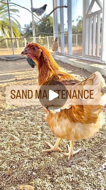 Chickens & Gardening • Lyndsey Gaskins on Instagram: "Time to grab your shovel and get to work! In order to keep your sand nice and loose, you should turn it like this when it starts to dry after getting real wet. It will make your life so much easier in the long run.   This sand is called arena sand, or construction sand. If you’re thinking about using sand it just needs to be real coarse and gritty or it can be harmful to your chickens because of the fine dust.   We love sand because it’s easy clean up, it’s affordable, and it’s a natural dust bath for the ladies.   Drop your sand questions below, or comment “link” and I’ll send you a discount code and link to check out these awesome hemp seeds by @eatonpetandpasture.  #chickenkeeping #chickentips #hensandchicks #farmingtips #chickensofi Sand Chicken Run, Sand For Chicken Run, Chicken Run Sand, Sand In Chicken Run, Chicken Dust Bath, Inside Chicken Coop, Sand Floor, Dust Bath, Chicken Treats