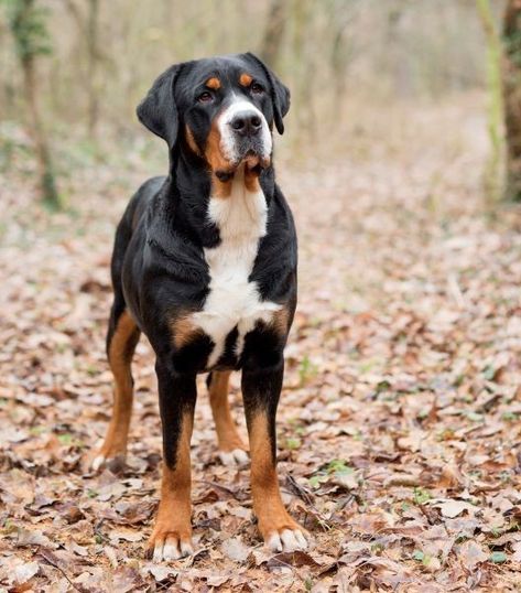 Great Swiss Mountain Dog, Unique Dog Breeds, Greater Swiss Mountain Dog, Swiss Mountain Dogs, Pretty Dogs, Mountain Dog, Wolf Dog, Sweet Dogs, Mountain Dogs