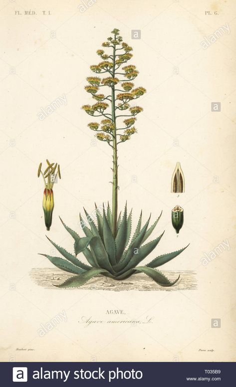 Sentry plant, century plant, maguey or American aloe, Agave americana, Agave. Handcoloured steel engraving by Pierre after a botanical illustration by Edouard Maubert from Pierre Oscar Reveil, A. Dupuis, Fr. Gerard and Francois Herincq’s La Regne Vegetal Old Encyclopedias, Agave Americana, Century Plant, Vintage Botanical Illustration, Plant Tattoo, Botanical Illustration Vintage, Agave Plant, Aloe Plant, Agaves