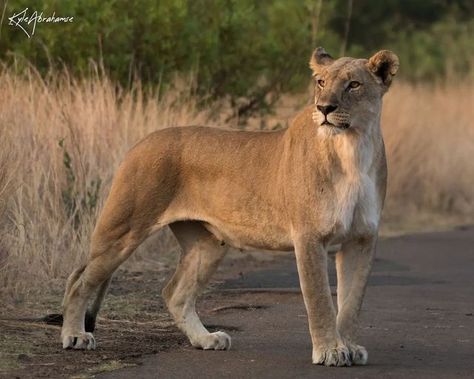 Lioness Poses, References Animals, Lion Poses, Lion Reference Poses, Loins Animal, Reference Photos Animals, Lion Pose Reference, Lions Reference, Lion Female