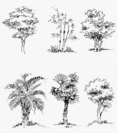 Architectural Trees, Cer Nocturn, Drawing Trees, Plant Sketches, Tree Sketch, Landscape Design Drawings, Landscape Architecture Drawing, Tree Drawings Pencil, Architecture Sketches