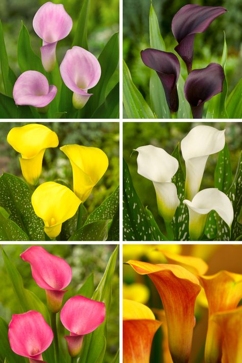 Lily Garden Ideas, Canna Lily Garden, Calla Lily Garden, Calla Lily Bulbs, Summer Planting, Lily Plant Care, Growing Lilies, Arum Lily, Calla Lily Flowers