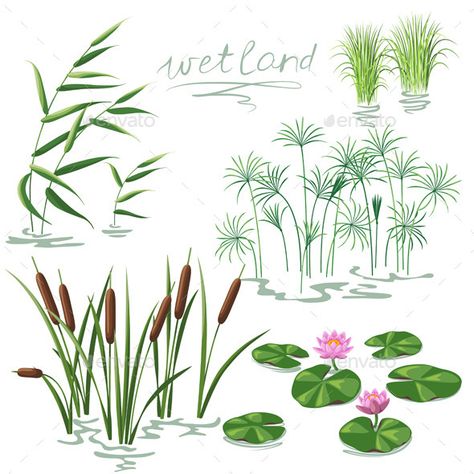 Wetland Plants Set (Vector EPS, CS5, algae, aquatic, bog, botany, cane, Carex, collection, Cyperus, decoration, drawing, ecology, flora, flower, isolated, lake, leaves, lily, lotus, nature, plants, pond, reed, river, set, simplified, variety, vector, water, wetland, wild) Plants On Water, Water Flowers Drawing, Pond Flowers Drawing, Water Plants Drawing, Wild Plants Drawing, Forest Plants Drawing, Drawing Ideas Plants, Stream Of Water Drawing, Ecology Drawing