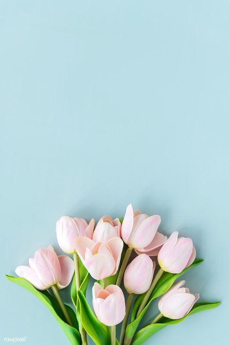 Pink tulip on blank blue background template | premium image by rawpixel.com / Ake Blue Background Template, Background Template, Pink Tulips, Blue Background, Tulips, Mockup, Iphone, Pink, Blue