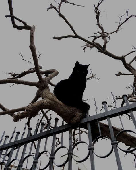 aesthetic black cat and cat image <img alt= src="https://data.whicdn.com/images/350905347/origina Black Cat Aesthetic, Alt Aesthetic, Moonrise Kingdom, A Black Cat, Gothic Aesthetic, Season Of The Witch, Witch Aesthetic, Goth Aesthetic, Dark Academia Aesthetic