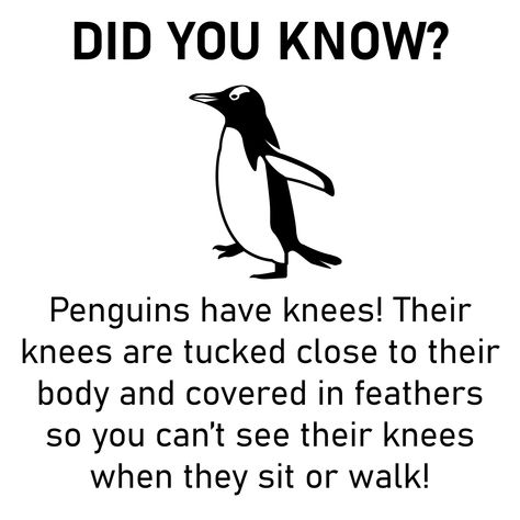 It may be hard to believe but Penguins DO have knees! Their lower leg anatomy is very short, meaning they have short leg bones but they do have the same leg anatomy as other birds. Talk about non-stop squats! 🐧🦵❄️ #penguins #penguinknees #penguinshaveknees #winter #snow #winteranimals #northpole #southpole #waddle #penguinwaddle #penguinsarecool #ice #coolfacts #dog #cat #pets #interesting #petsareawesome #amazinganimals #aocpet #facts #knowlege #didyouknow #themoreyouknow Lower Leg Anatomy, Penguin Facts, Leg Anatomy, Magellanic Penguin, Chinstrap Penguin, School Age Activities, African Penguin, Leg Bones, Winter Animals