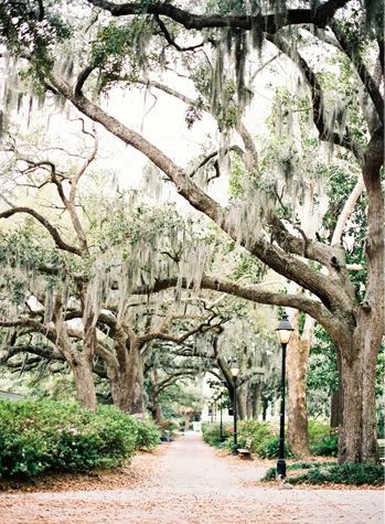 savannah, georgia, so in love! take me back! Forsyth Park Savannah Wedding, Forsyth Park, Savannah Wedding, Tybee Island, Spanish Moss, Savannah Georgia, Park Wedding, Savannah Ga, Down South