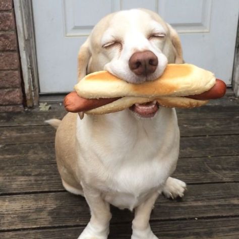 Sid The Beagle Enjoys Posing With Food In His Mouth Without Ever Eating It - Neatorama Top Funny, Dogs Of The World, Dog Gifs, Dog Memes, Happy Dogs, Animal Memes, 귀여운 동물, Images Gif, Animal Gifs