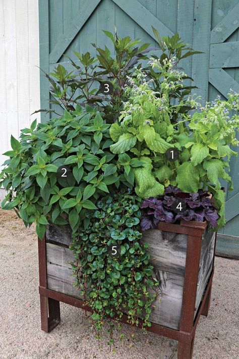 Parsley Sage Rosemary And Thyme, Growing Herbs In Pots, Herb Garden Pots, Container Herb Garden, Late Summer Flowers, Rosemary And Thyme, Sage Plant, Hanging Herbs, Herb Containers