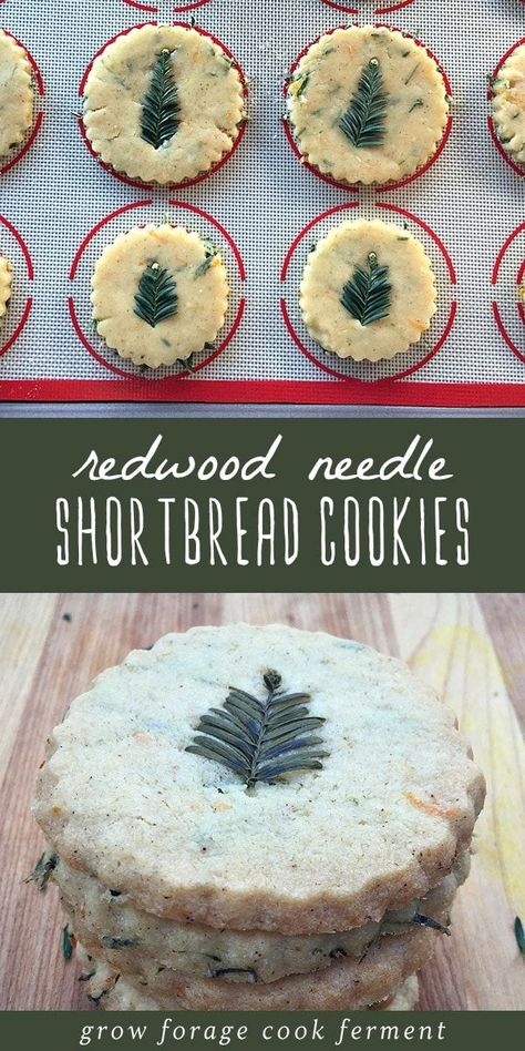 These festive foraged redwood needle shortbread cookies are perfect for the holidays! They're crisp and crumbly, the perfect recipe for a real food cookie swap, homemade food gift, or a sweet treat for your family. Any edible conifer needle works in this recipe, such as pine, spruce, fir or hemlock. Make the most of your foraged winter finds with these delicious shortbread cookies! #foraged #foraging #cookies #realfood #wildcrafting #winter Wild Food Foraging, Homemade Food Gifts, Foraged Food, Shortbread Cookie Recipe, Christmas Food Gifts, Cookie Swap, Homemade Food, Shortbread Cookies, Winter Food