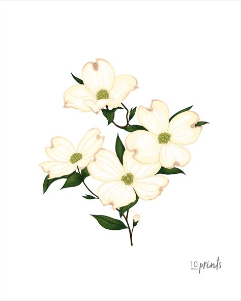 Dogwood Illustration, Dogwood Painting, Dogwood Flower Tattoo, Dogwood Flower, Dogwood Blossoms, Floral Aesthetic, Dogwood Flowers, Tat Ideas, Small Flowers