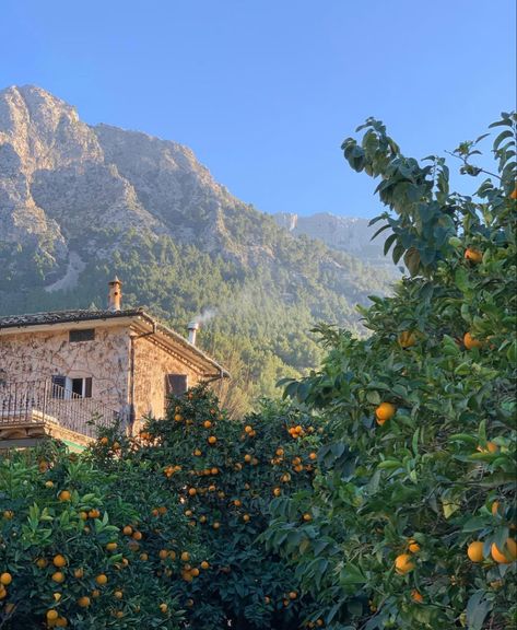 Somewhere In Northern Italy 1983, Mediterranean Aesthetic, Italy Vibes, Creation Art, Italy Summer, Italy Aesthetic, Orange Tree, August 28, Italian Summer