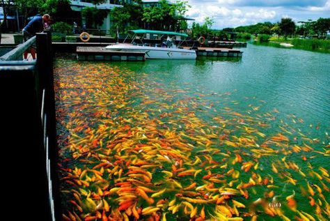 Large group of Koi Fishes in Man-made lake of Nuvali Park, Santa Rosa City, Laguna , Philippines. Sta Rosa Laguna, Laguna Philippines, Koi Fishes, School Field Trip, Tagaytay, Travel Log, Colorful Fish, Ponds, Koi Fish