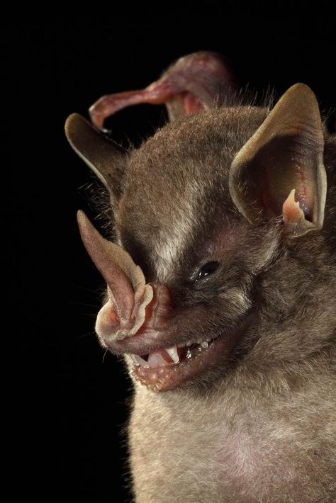 This American leaf-nosed bat, which was found at La Selva Biological Station in Costa Rica, shows off the folded, spearhead muzzle for which it is named. Bizarre Animals, Unusual Animals, Rare Animals, Photography 101, Weird Animals, Animals Of The World, Beautiful Creatures, Animal Kingdom, Animal Photography