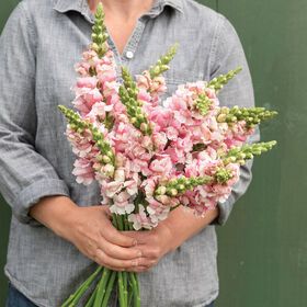 New Flower Seeds & Bulbs for 2021 | Johnny's Selected Seeds Snapdragon Wedding, Snapdragon Bouquet, Pink Snapdragon, Greenhouse Growing, Garden Veggies, Cut Flower Garden, Plant Spacing, Flower Spike, Fresh Cut Flowers