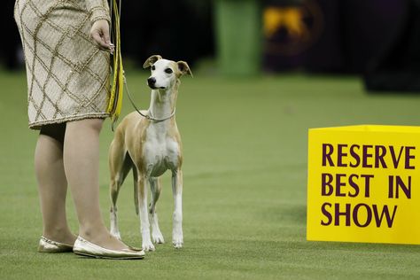 Whippet Puppies, Westminster Dog Show, Hounds Of Love, Miniature Bull Terrier, Hound Breeds, Dog Sports, Chinese Crested Dog, Tibetan Terrier, Whippet Dog