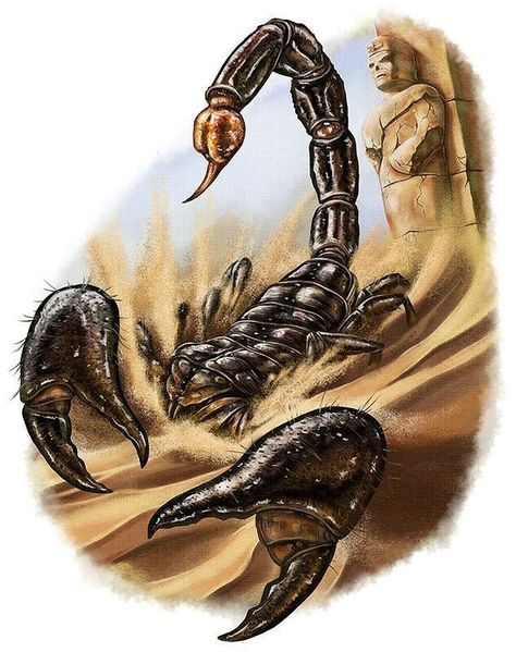 Scorpions Tattoo, Giant Scorpion, Desert Tattoo, Scorpio Art, Scorpio Tattoo, Scorpion Tattoo, Egyptian Tattoo, Zodiac Tattoos, Sketch Tattoo Design