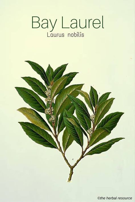 Medicinal Herb Bay Laurel Cinnamon Herb, Bay Laurel Tree, Bay Laurel, Laurus Nobilis, Medicinal Herb, Herbal Plants, Herbal Apothecary, Healing Plants, Herbal Healing