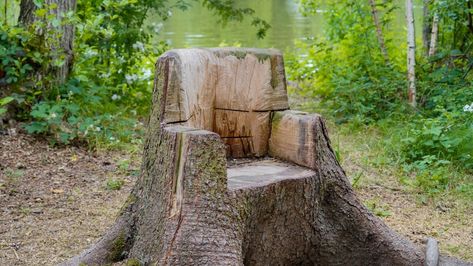 10 Tree Stump Ideas for Your Yard Large Tree Stump Ideas Outdoor, Removing Tree Stumps, Tree Stump Ideas, Stump Ideas, Stump Removal, Tree Stumps, Paving Slabs, Trailing Plants, Old Tree