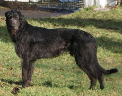 irish wolfhound Black Irish Wolfhound, Western Oc, Large Black Dog, Wolf Dog Breeds, Wolfhound Puppies, Black Shuck, Irish Wolfhound Puppies, Irish Wolfhound Dogs, Wolfhound Dog