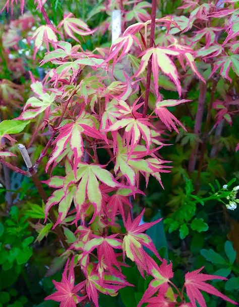 Japanese Maples Under 10 Feet A-M — Sunnyside Nursery Green Japanese Maple, Japanese Maple Garden, Maple Tree Seeds, Japanese Maple Bonsai, Maple Bonsai, Colorful Plant, Bonsai Seeds, Japanese Maple Tree, Tree Seeds