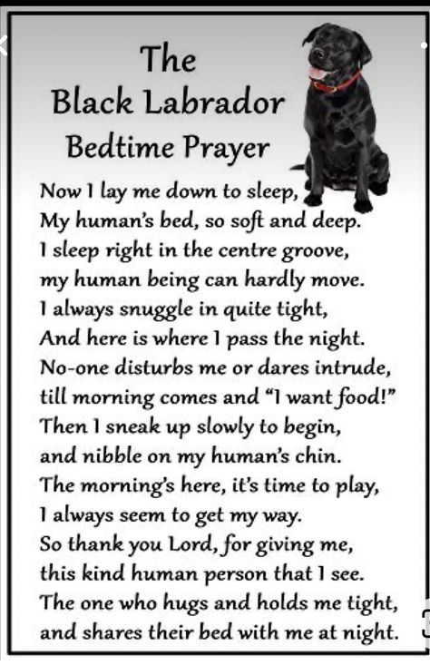 Labs Dogs, Labrador Black, Labrador Noir, Dog Poems, Black Labs Dogs, Unique Magnets, Dog Couch, Bedtime Prayer, Black Labrador Retriever