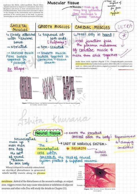 Animal Tissue Biology Notes, Plant Tissue Biology Notes, Study Tricks, Animal Tissue, Skeleton System, Tissue Biology, Med Notes, Bio Notes, Neet Notes