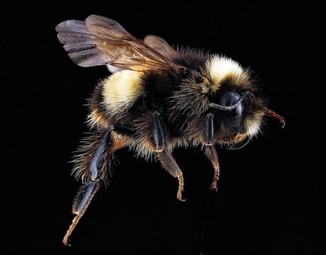 Vermont's bumble bee populations declining - VTDigger Conservation Biology, Food Security, Arthropods, Flower Spray, Pesticides, Bumble Bee, Wonders Of The World, Black Background, Black Backgrounds