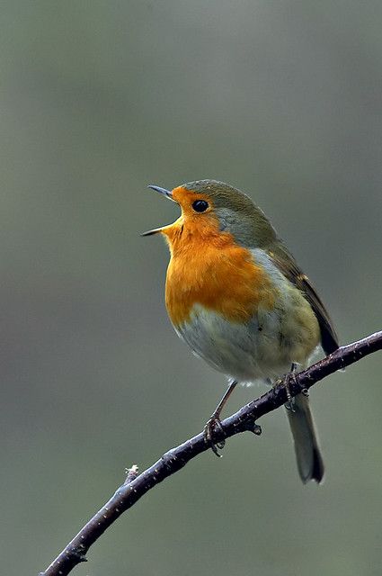 Bird Sitting, Robin Bird, Nature Birds, All Birds, Bird Pictures, Exotic Birds, Pretty Birds, Bird Photo, Colorful Birds