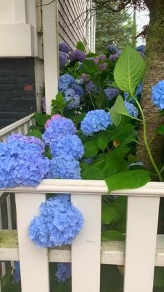 Colorful Shrubs, Hydrangea Painting, Purple Hydrangea, Nature Photography Flowers, Hydrangea Care, Hydrangea Garden, Beautiful Flowers Photography, Beautiful Flowers Garden, Gorgeous Gardens