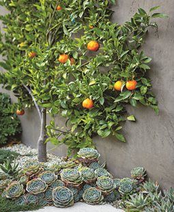 Fruit Trees Garden Design, Mediterranean Landscape Design, Tree Garden Design, Low Water Landscaping, Fruit Tree Garden, Mediterranean Garden Design, Citrus Garden, Succulent Landscape Design, Low Water Gardening