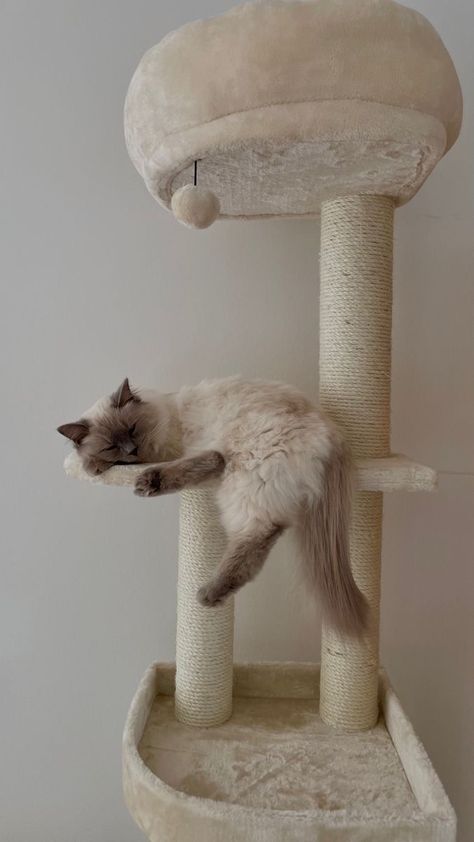 Kitten Fluffy, Fluffy Kitty, Vanilla Aesthetic, Dream's Cat, Söt Katt, Luxurious Bedroom, Mama Cat, Cat Tower, Fluffy Cat