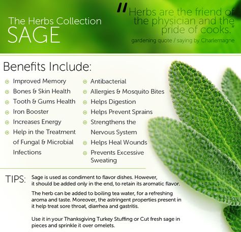 Do you know that sage tea soothes indigestion? #sage #sagetea #tea #healthy #health #benefits Sage Health Benefits, Sage Benefits, Sage Tea, Essential Oil Plants, Herbal Healing, Gum Health, Herbs For Health, Healing Food, Healing Herbs