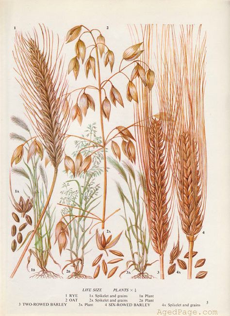 Kitchen Decor Botanical Print Vintage Art Illustration by AgedPage, $10.00 Cereal Grain, Rice Plant, Food Chart, Foto Transfer, Illustration Botanique, Grain Foods, Vintage Botanical Prints, Scientific Illustration, Botanical Illustrations