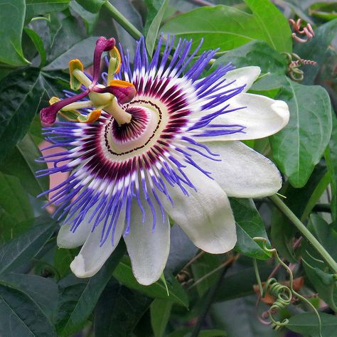 White Passion Flower by njchow82, via Flickr Blue Passion Flower, Flower Vines, Fruit Seeds, Unusual Plants, Unusual Flowers, Unique Plants, Cactus Y Suculentas, House Plants Indoor, Passion Flower