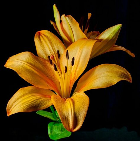 Yellow lily Yellow Lily Flower, Flowers For Butterflies, Yellow Lilies, Orange Lily, Foto Transfer, Flower Close Up, Flower Sleeve, Stargazer Lily, Flower Painting Canvas