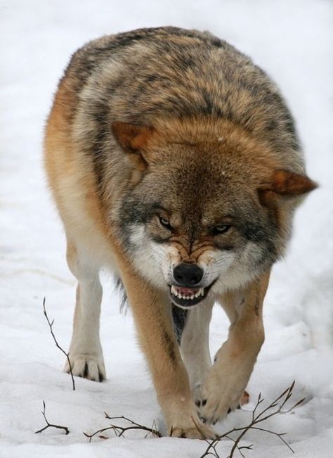 Eurasian Wolf Disney Timeline, Growling Wolf, Wolf Beautiful, Eurasian Wolf, Cry Wolf, Angry Wolf, Wolf Hybrid, Wolf Love, Wild Wolf