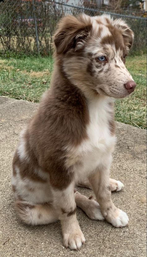 Husky Australian Shepherd Mix Puppies, Shaved Aussie Dog, Miniature Australian Shepherd Full Grown, Aussiedor Dog, Pretty Dog Breeds, Crossbreed Dogs, Mixed Dogs, Aussie Puppy, Dog Fluffy