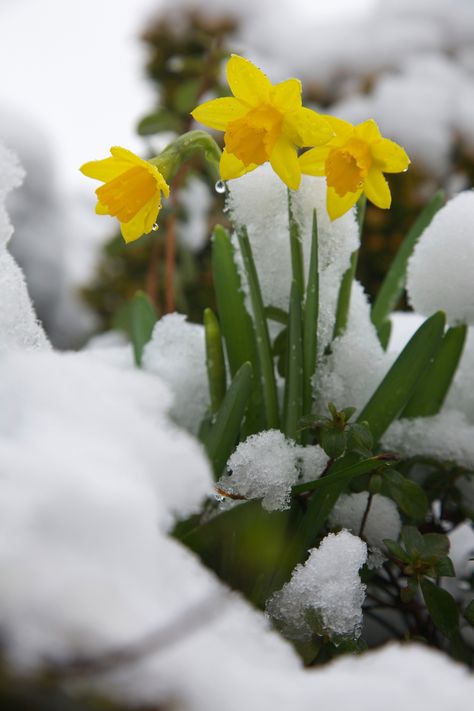 https://flic.kr/p/dTZ59K | First daffodils in flower with the winter snow | We planted the smaller varieties of daffodils such as these  'February Gold' or  'Tête-à-tête'  since in most years they flower well before the end of winter. Their leaves are never excessive and are  inconspicuous by May when our garden has a mass display of azaleas flowers and Japanese maples with their new foliage.  Several years ago we totally re-landscaped and re-planted our garden to make it exciting in all fou... Azalea Flower, Snow Flower, Daffodil Bulbs, End Of Winter, Winter Flowers, Spring Aesthetic, Gardening Supplies, Blooming Flowers, Spring Garden